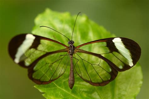 Contrary to other transparent surfaces, the wings of the glasswing butterfly (Greta Oto) hardly reflect any light. Lenses or displays of mobiles might profit from the investigation of this phenomenon.